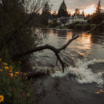River flowing through submerged tree branch with lush green banks and faint flooded homes in distance