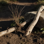Large wooden stick lying horizontally with roots and foliage tangled around it and a small willow piece propped against stone